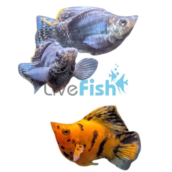 Sailfin Balloon Molly 4cm