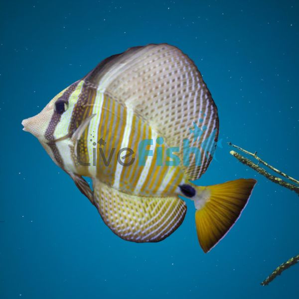 Sailfin Tang - Medium