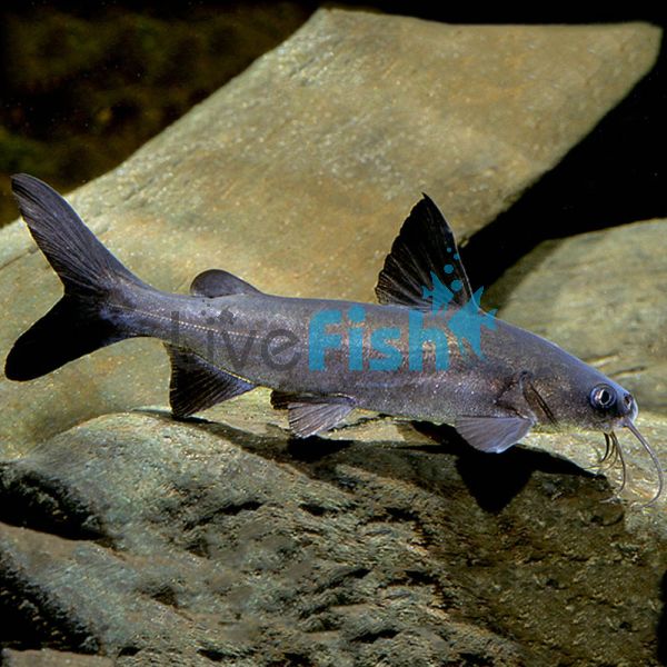 Salmon Tail Catfish 8cm