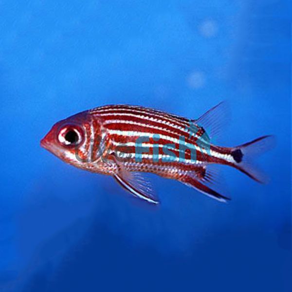 Crown Squirrelfish - Medium