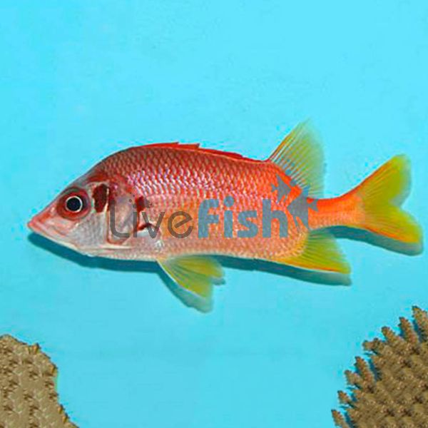 Tail-Spot Squirrelfish - Large