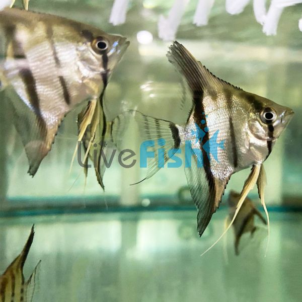 Amapa Red Back Angel - Juvenile 3cm