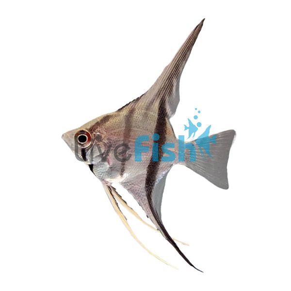 Scalare Angelfish Colombia - Wild Caught 4cm