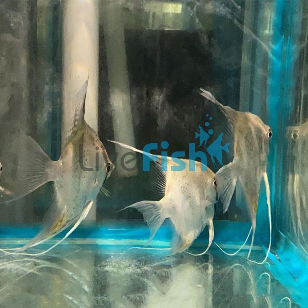 Scalare Angelfish Rio Nanay - Wild Caught 8cm