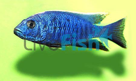  Female Electric Blue 9cm