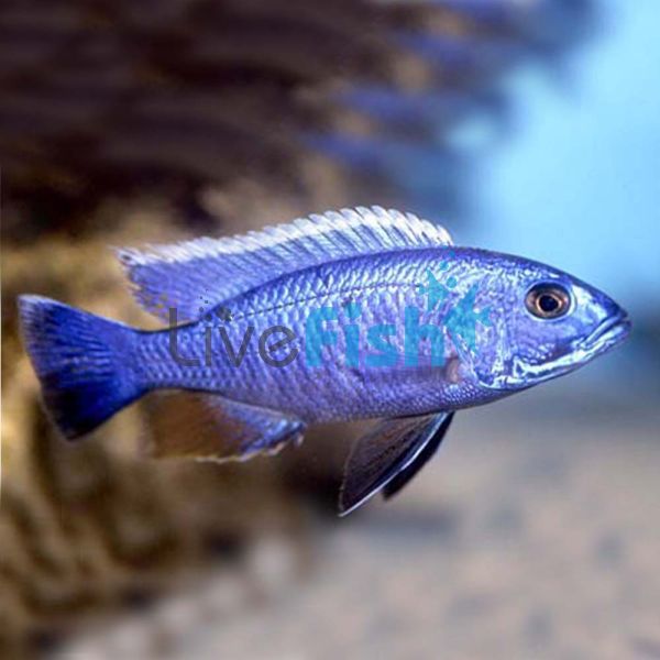 Electric Blue 4cm 