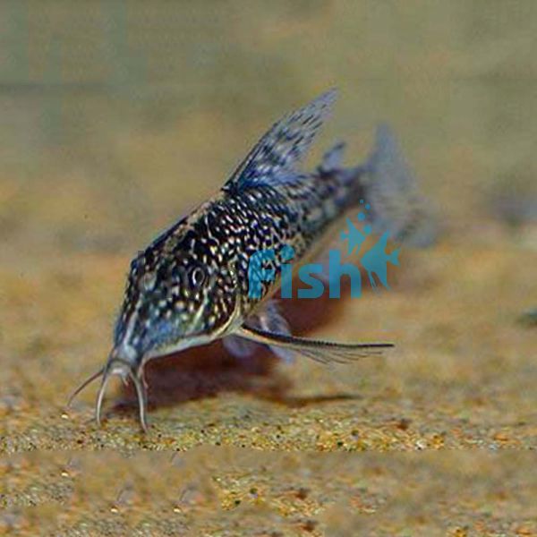 Barbatatus Corydoras 3.5cm