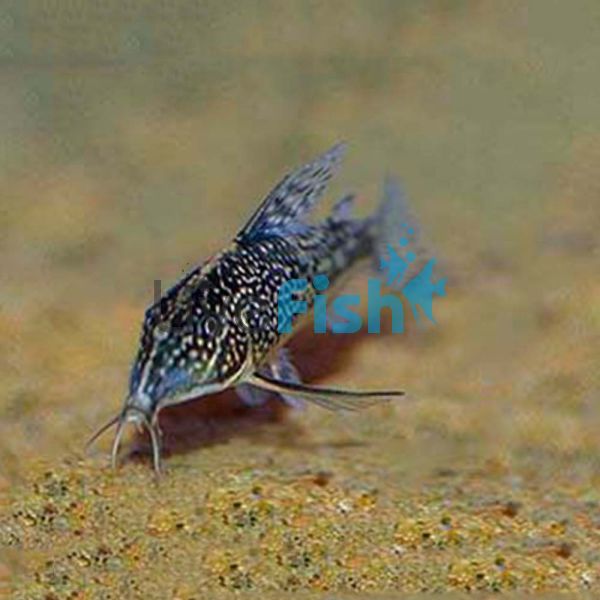 Corydoras Barbatatus 2.5cm