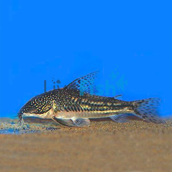 Barbatatus Corydoras 3cm