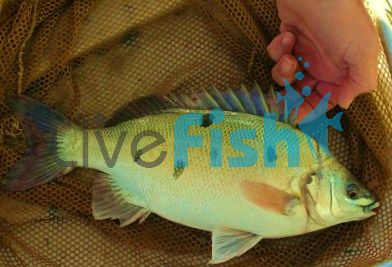 Jade Perch 7cm