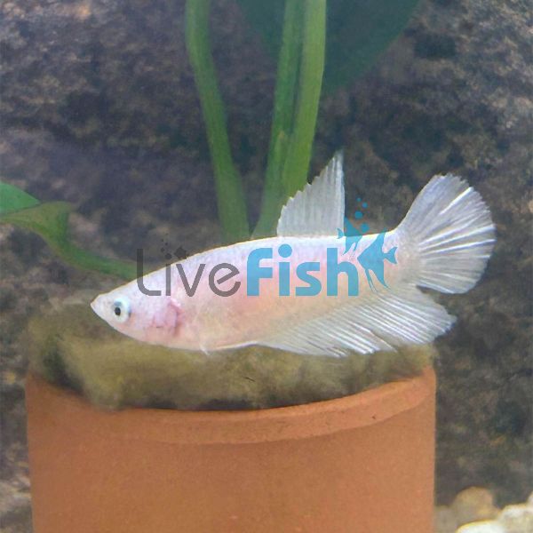Female White Betta 3.5cm