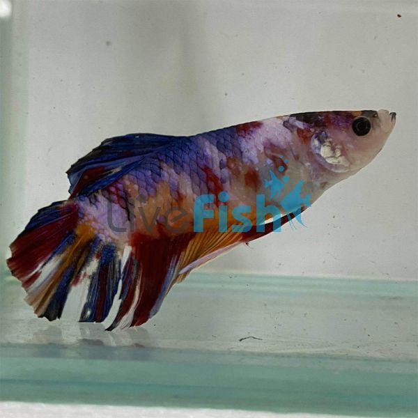 Select Male Giant Fancy Betta 7cm