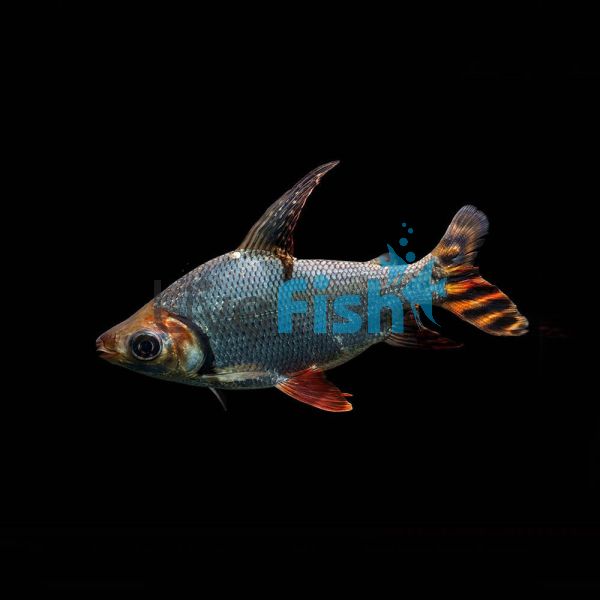 Flagtail Prochilodus Silver - Wild Caught 15cm