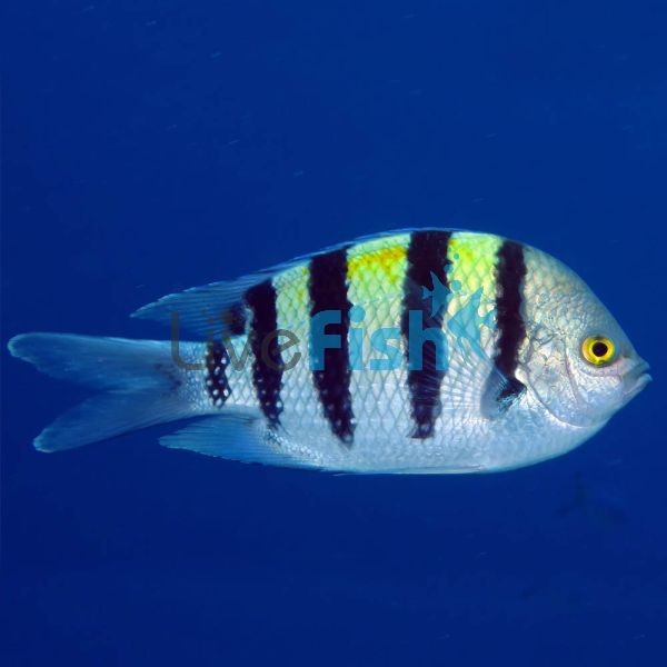 Sergeant Major Damselfish - Medium