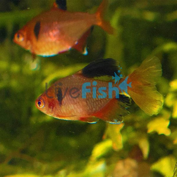 Serpae Tetra Longfin 3cm 