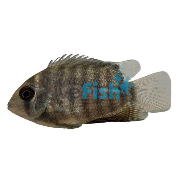 Severum Blue 3.5cm