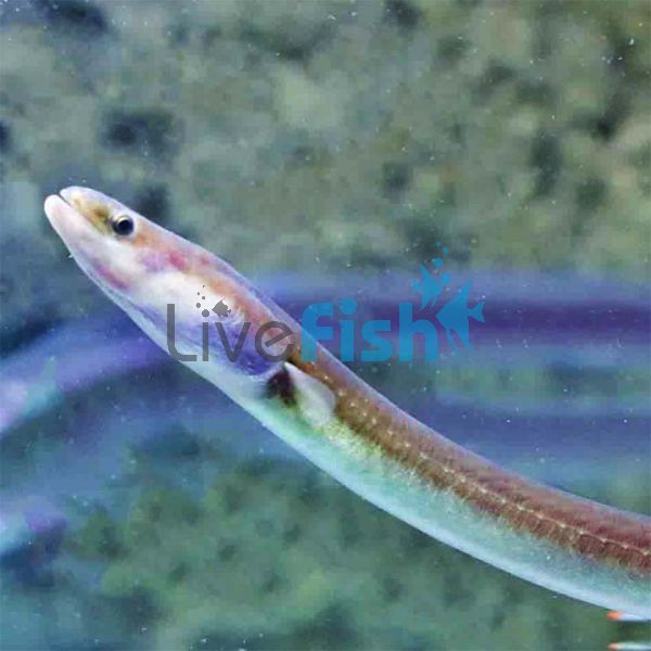 Short Finned Eel 12cm