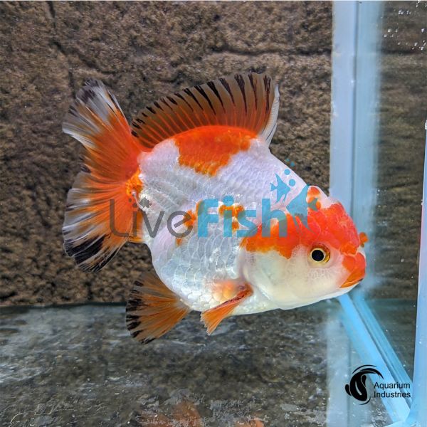 Short Tail Oranda 7cm