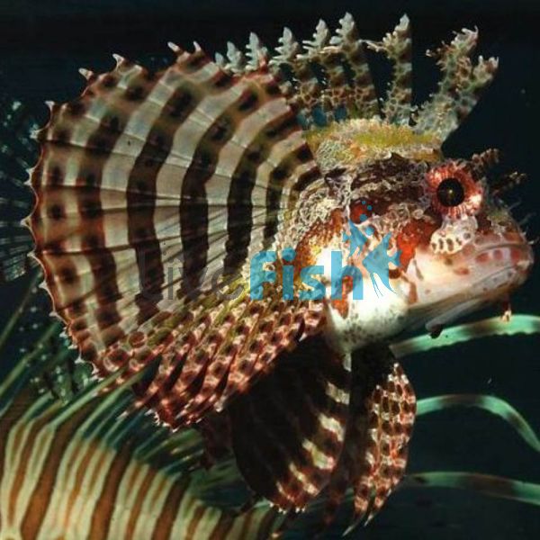 Shortfin Lionfish - Medium