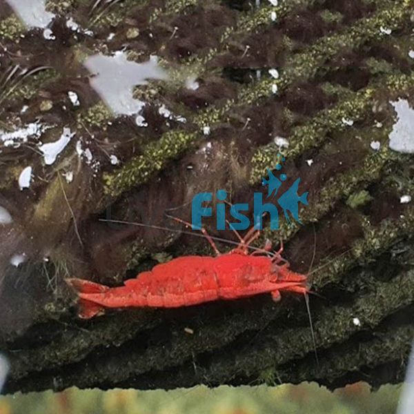 10x Fire Red Shrimp