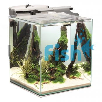 Tank And Fish Bundle