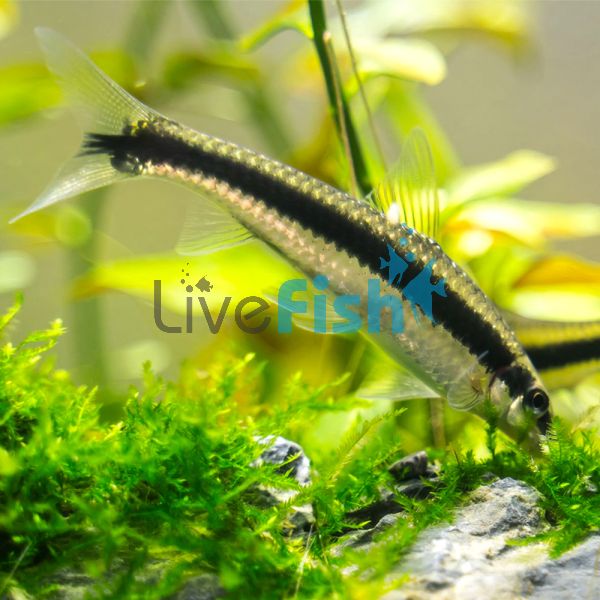 Siamese Flying Fox - Algae Eater 9cm