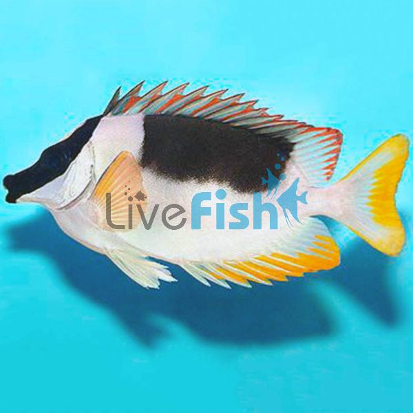 Magnificent Rabbitfish - Medium