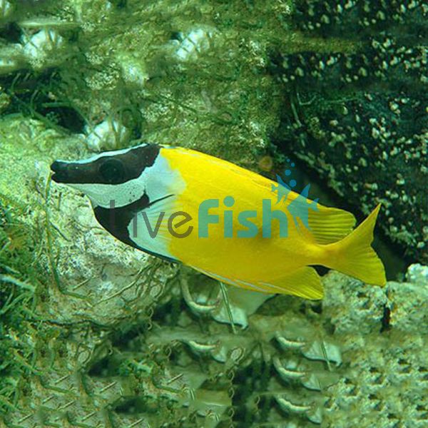 Foxface Rabbitfish - Small