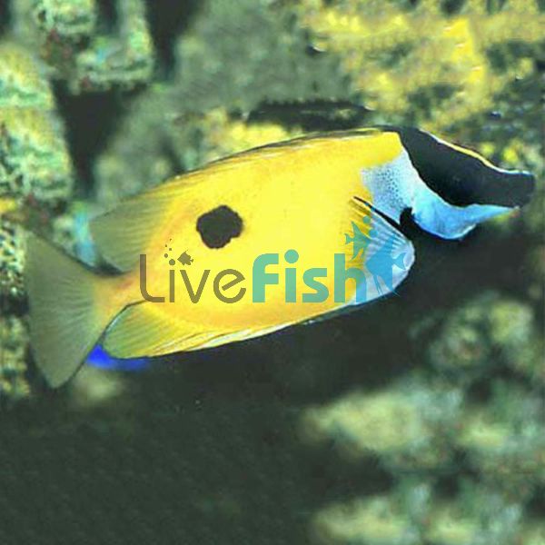Foxface Rabbitfish - Medium