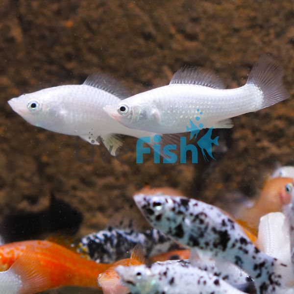 Silver Molly 5cm