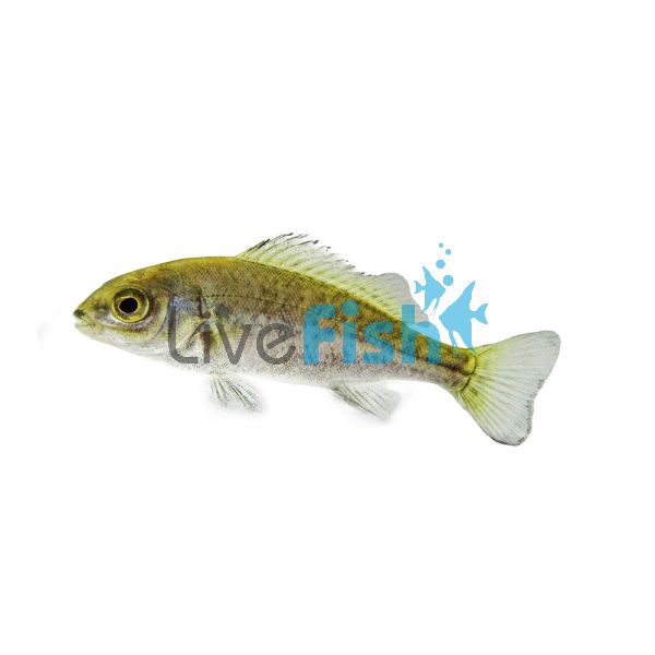 Silver Perch 4cm