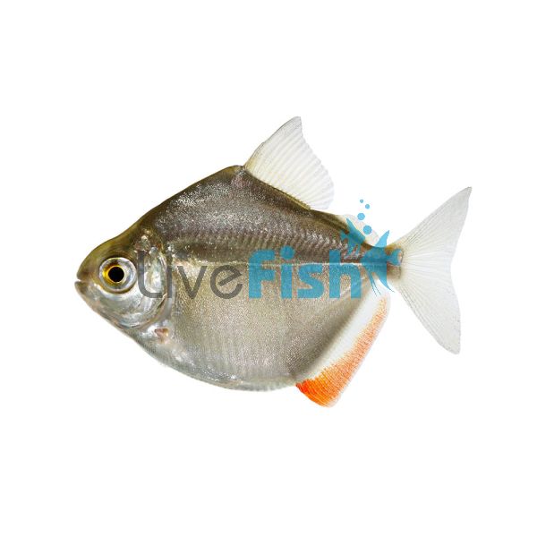 Silver Dollar 4cm