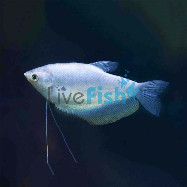 Silver Gourami 5cm