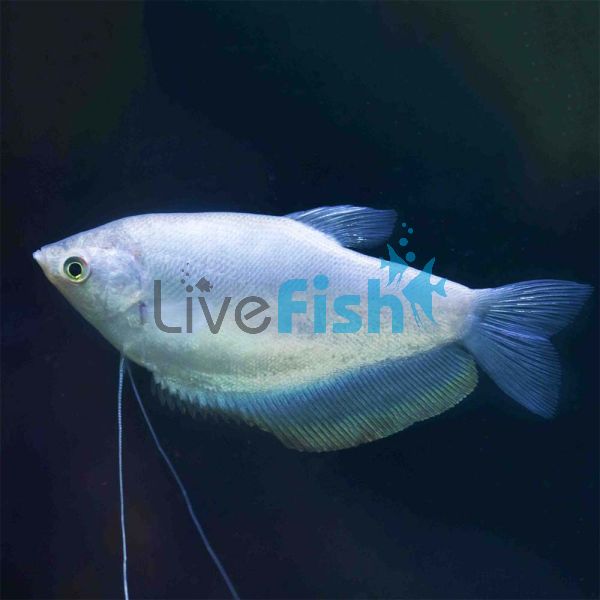 Silver Gourami 9cm