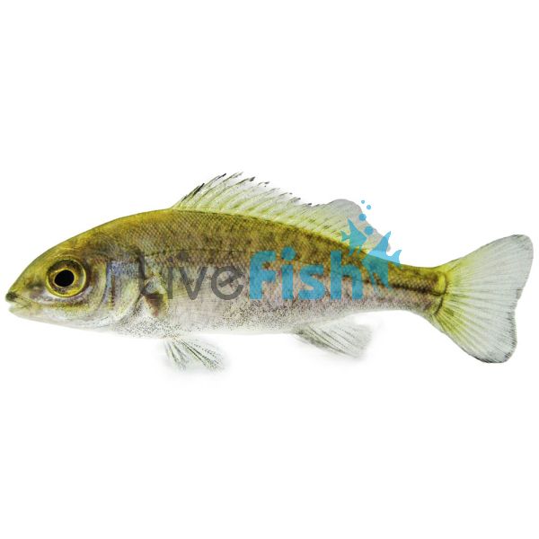 Silver Perch 12cm