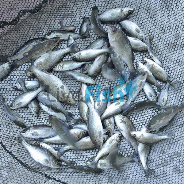 100 x Silver - Perch 4cm