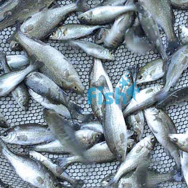 50 x Silver - Perch 4cm