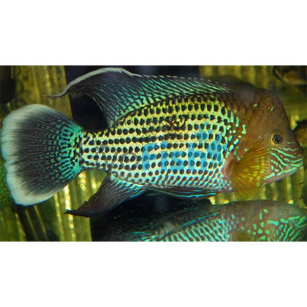 Silver Saum - White Edged 4cm