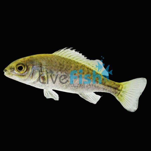 Silver Perch 7cm