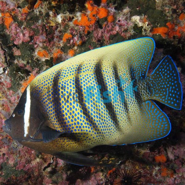 Six Banded Angelfish - Large