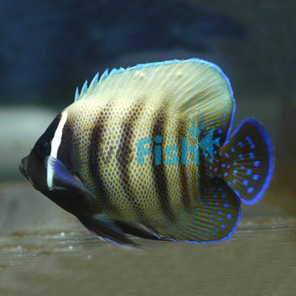 Angelfish Six Banded Juvenile SML