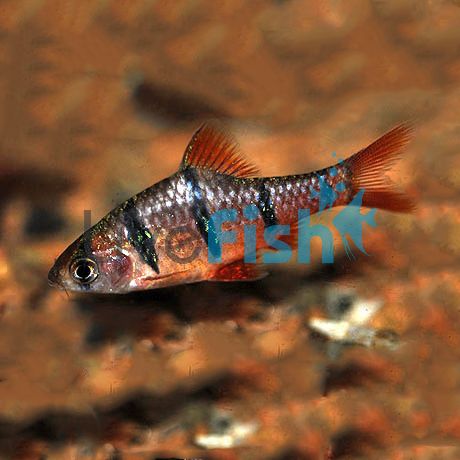 Six Banded Barb 3cm