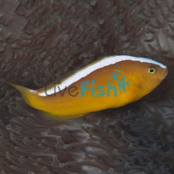 Skunk Clownfish - Medium
