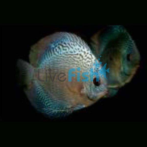 Snakeskin Discus 7cm