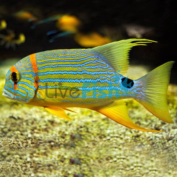 Snapper Hifin - Medium