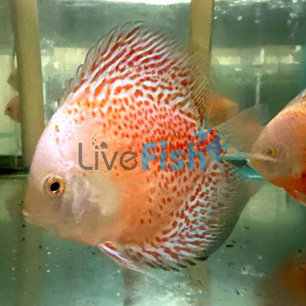 Snow Leopard Discus 5cm 