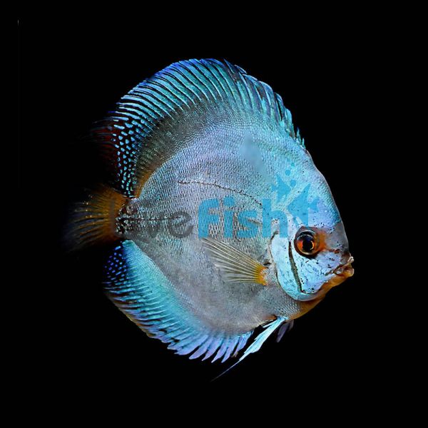 Solid Cobalt Blue Discus 5cm