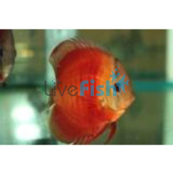 Solid Red Discus - Sun Merah 7cm