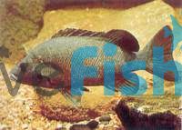 Sooty Grunter 5cm