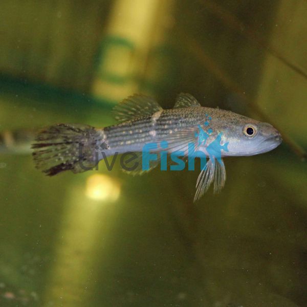 Spangled Gudgeon 5cm 